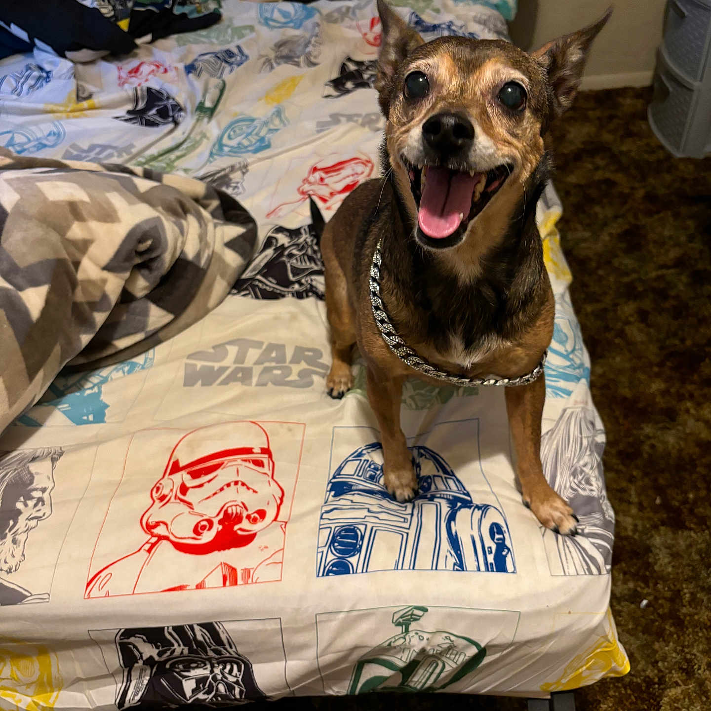 Florence Nightingale is registered to the contest to win money with this photo: dog, bed, star_wars, blanket, pillow, smiling, pet, indoor, chain_collar, fur, small_dog, carpet, happy, looking_up, bedspread, cozy, animal, canine, room, furniture