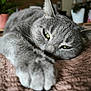 cat, gray_cat, pet, feline, close_up, paw, relaxing, indoor, blanket, soft_texture, green_eyes, home, cozy, resting, animal, cute, fur, whiskers, blurred_background, plant