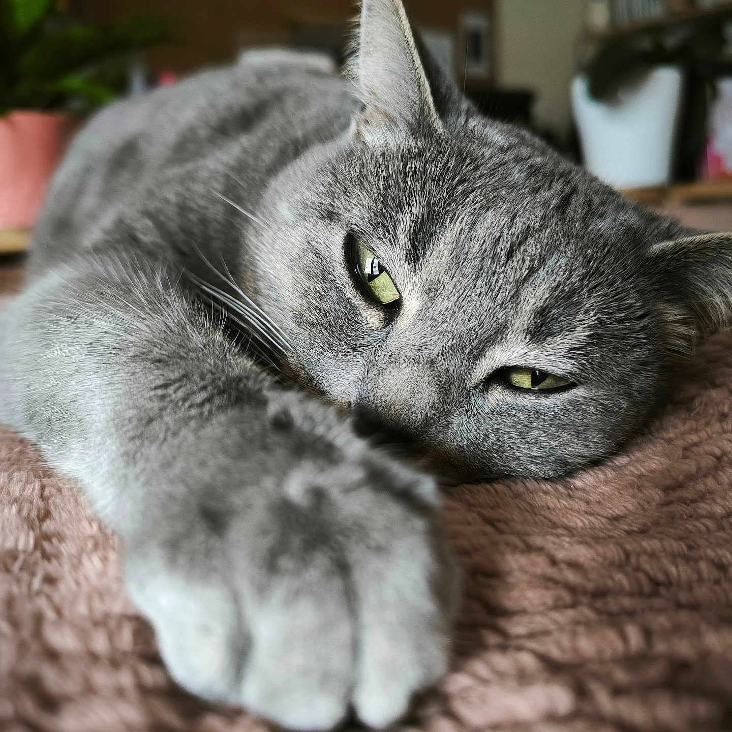 Breizh a rejoint le concours — aidez-le/la à gagner de superbes lots ! animal, blanket, blurred_background, cat, close_up, cozy, cute, feline, fur, gray_cat, green_eyes, home, indoor, paw, pet, plant, relaxing, resting, soft_texture, whiskers