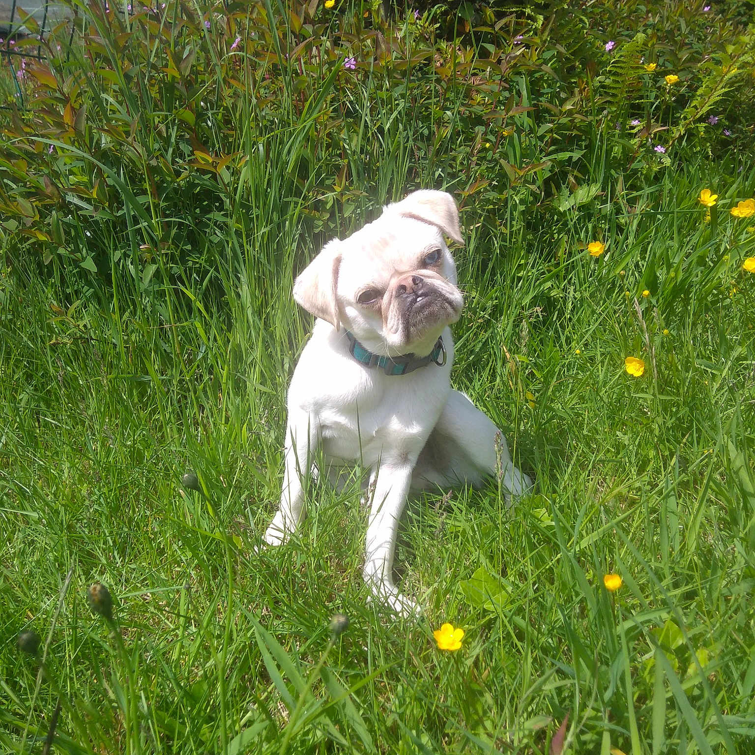 Pepper