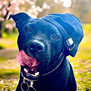 Sweety a rejoint le concours — aidez-le/la à gagner de superbes lots ! dog, black_dog, canine, pet, cap, hat, tongue, licking, outdoor, nature, grass, blurred_background, playful, happy, collar, animal, portrait, cute, summer, sunlight