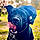 Sweety