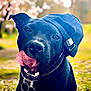 dog, black_dog, canine, pet, cap, hat, tongue, licking, outdoor, nature, grass, blurred_background, playful, happy, collar, animal, portrait, cute, summer, sunlight