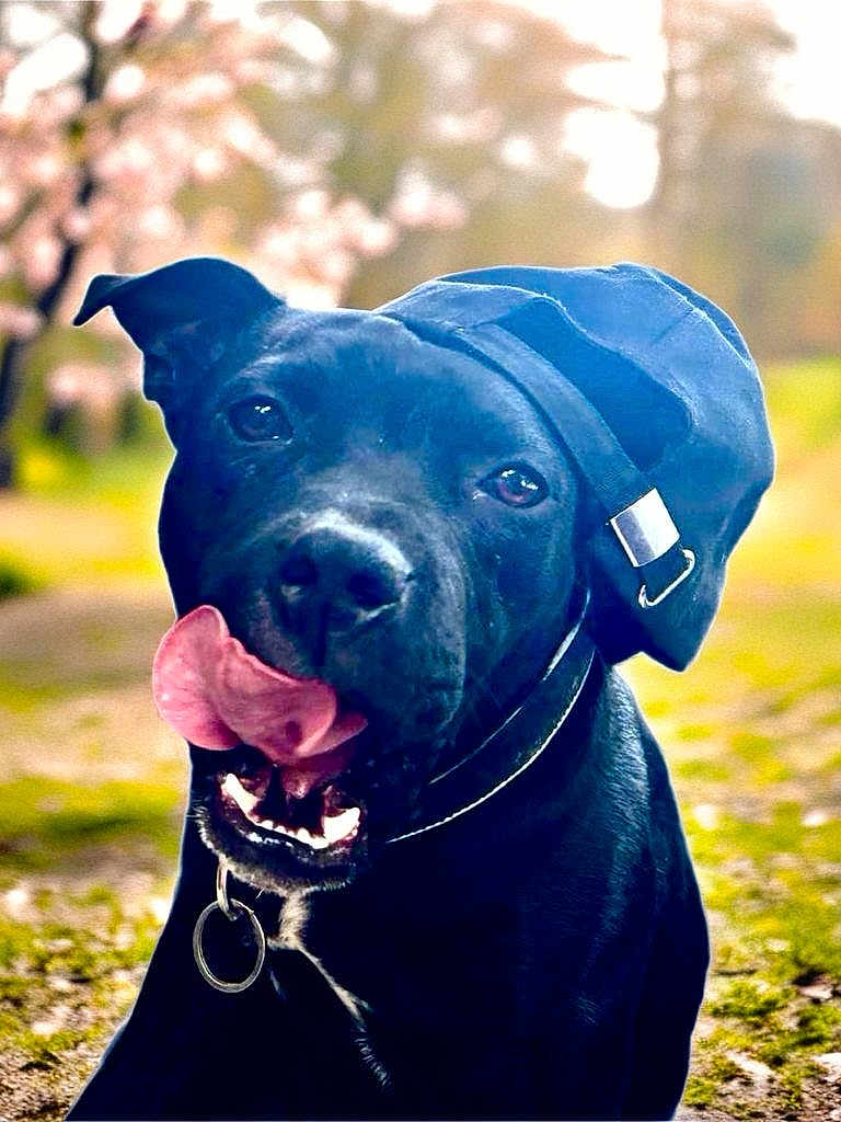 Sweety a rejoint le concours — aidez-le/la à gagner de superbes lots ! dog, black_dog, canine, pet, cap, hat, tongue, licking, outdoor, nature, grass, blurred_background, playful, happy, collar, animal, portrait, cute, summer, sunlight