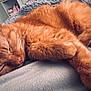 animal, blanket, cat, closeup, cozy, cute, domestic_animal, feline, fur, ginger_cat, indoor, mammal, nap, paw, pet, relaxed, resting, sleeping, soft, whiskers