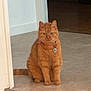 alert, animal, cat, collar, domestic_animal, doorway, ears, feline, floor, fur, home, indoor, looking, orange_tabby, pet, portrait, sitting, tail, tile_floor, whiskers