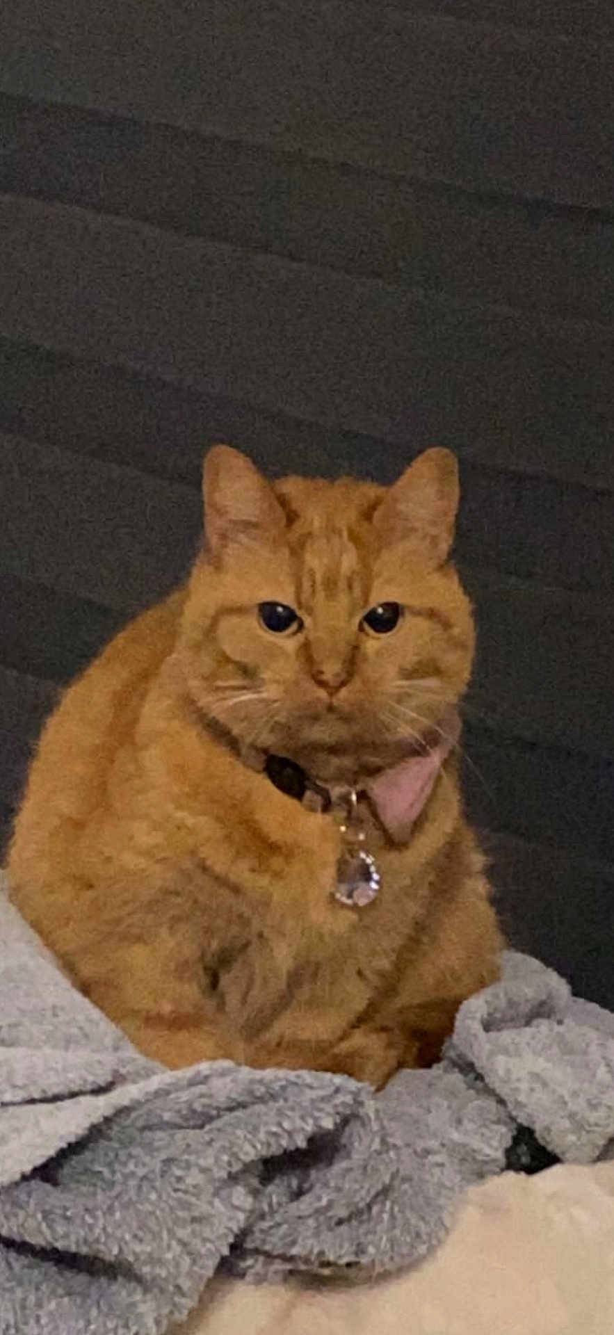 Cookize participe au concours pour gagner de l'argent avec cette photo : animal, blanket, cat, collar, cozy, cute, domestic_cat, ears, face, feline, fur, indoor, mammal, orange_tabby, pet, portrait, resting, sitting, tag, whiskers