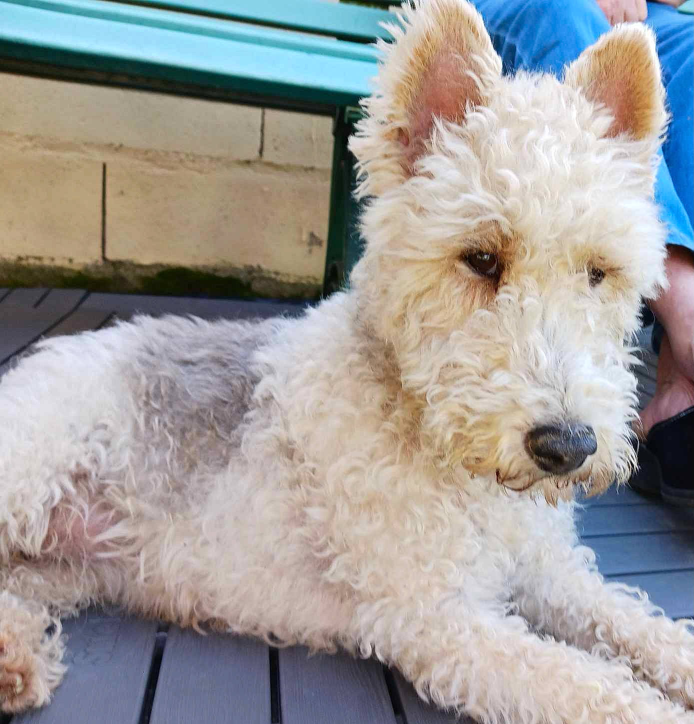 Plume participe au concours pour gagner de l'argent avec cette photo : canidae, carnivore, collar, companion_dog, dog, dog_breed, dog_collar, fur, lakeland_terrier, metal, non_sporting_group, small_terrier, snout, sporting_group, terrestrial_animal, terrier, water_dog, wire_hair_fox_terrier, working_animal, working_terrier