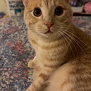 Sugar joined the competition — help win amazing prizes! animal, bed, bedroom, bedspread, cat, close_up, ears, feline, floral_pattern, funny_expression, fur, home, indoors, orange_tabby, pet, portrait, sitting, striped_fur, whiskers, wide_eyes