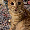 animal, bed, bedroom, bedspread, cat, close_up, ears, feline, floral_pattern, funny_expression, fur, home, indoors, orange_tabby, pet, portrait, sitting, striped_fur, whiskers, wide_eyes