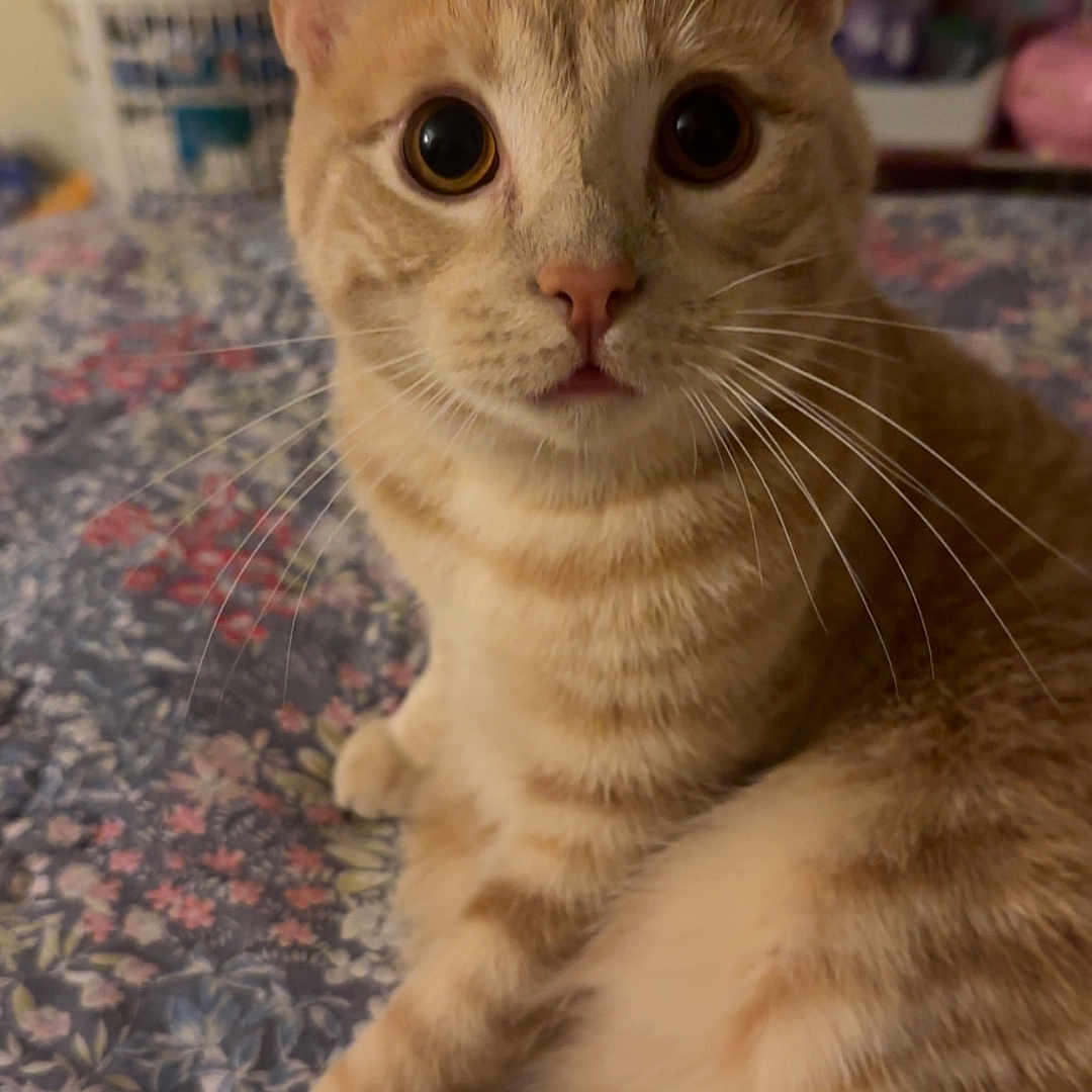 Sugar