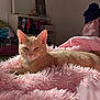 cat, orange_cat, fluffy_blanket, pink, bedroom, sunlight, cozy, furniture, mirror, shelf, soft_texture, relaxing, indoor, pet, fur, animal, cute, resting, warm_light, comfort