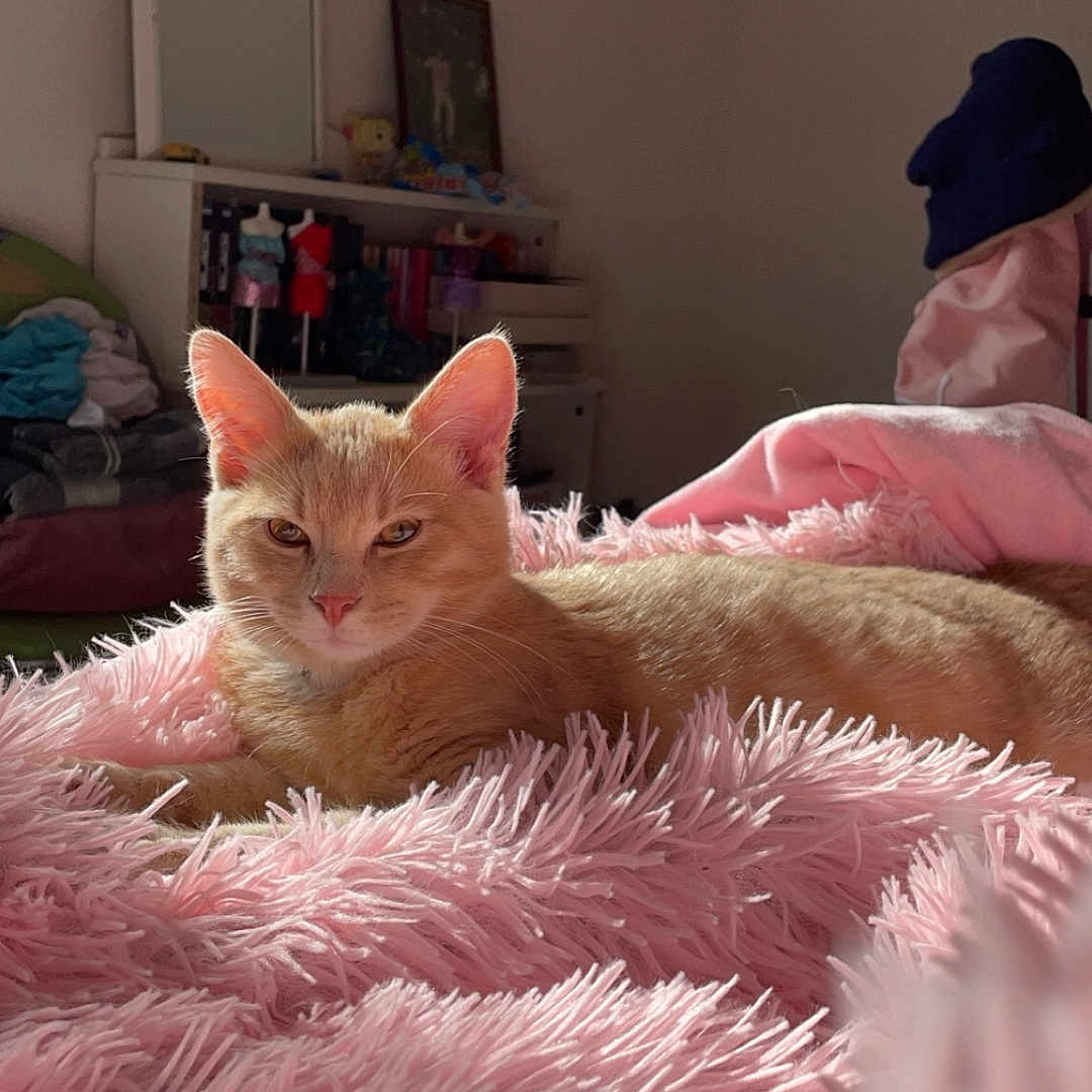 Ukiyo participe au concours pour gagner de l'argent avec cette photo : animal, bedroom, cat, comfort, cozy, cute, fluffy_blanket, fur, furniture, indoor, mirror, orange_cat, pet, pink, relaxing, resting, shelf, soft_texture, sunlight, warm_light