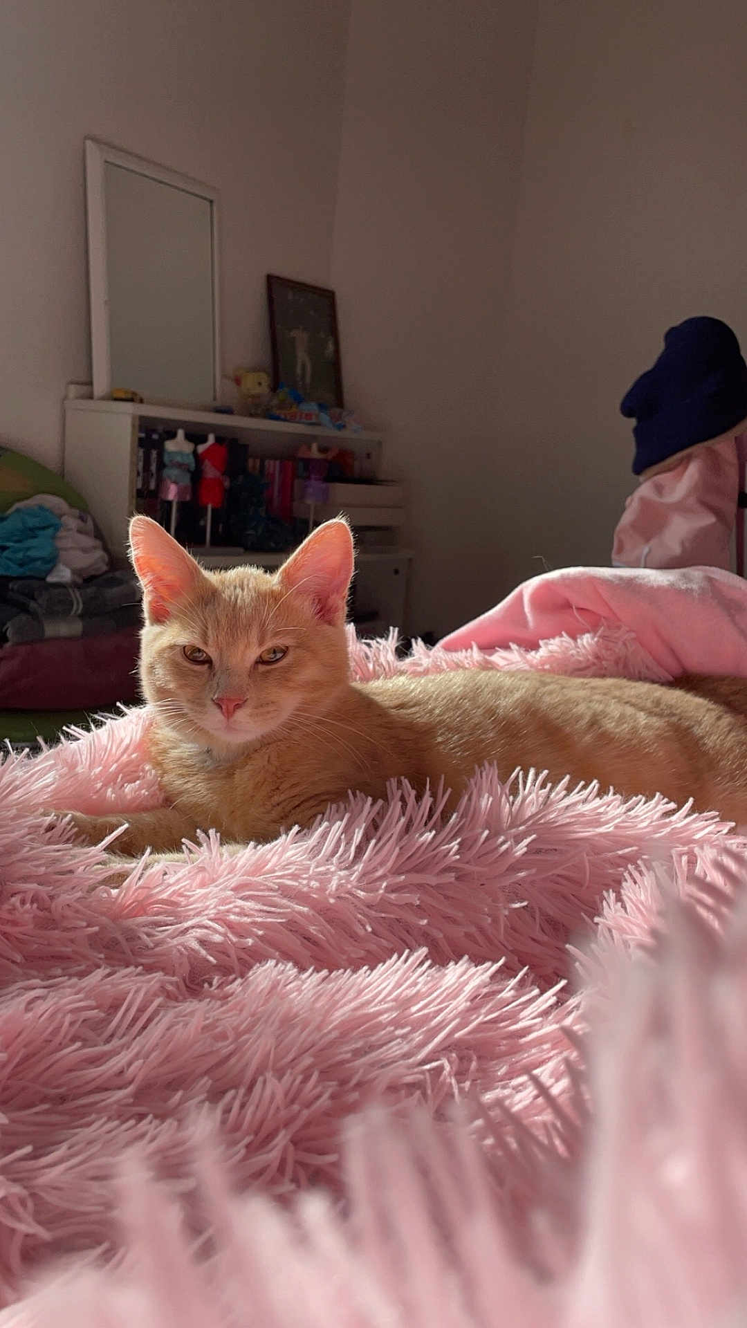 Ukiyo participe au concours pour gagner de l'argent avec cette photo : cat, orange_cat, fluffy_blanket, pink, bedroom, sunlight, cozy, furniture, mirror, shelf, soft_texture, relaxing, indoor, pet, fur, animal, cute, resting, warm_light, comfort