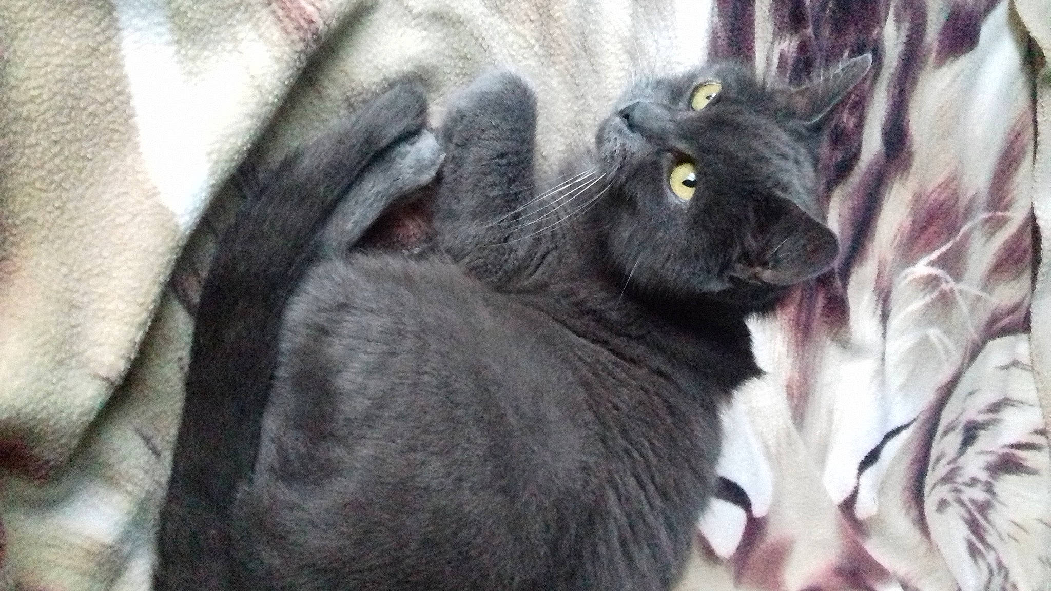 Canelle participe au concours pour gagner de l'argent avec cette photo : black_cat, carnivore, cat, claw, comfort, domestic_short_haired_cat, felidae, fur, grey, paw, russian_blue, small_to_medium_sized_cats, tail, terrestrial_animal, whiskers, wildlife