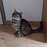 Nala participe au concours pour gagner de l'argent avec cette photo : abyssinian, angora, animal, cat, door, drawer, egyptiancat, hardwood, indoors, interiordesign, kitten, manx, pet, plant, plywood, pottedplant, soil, stainedwood, window, wood