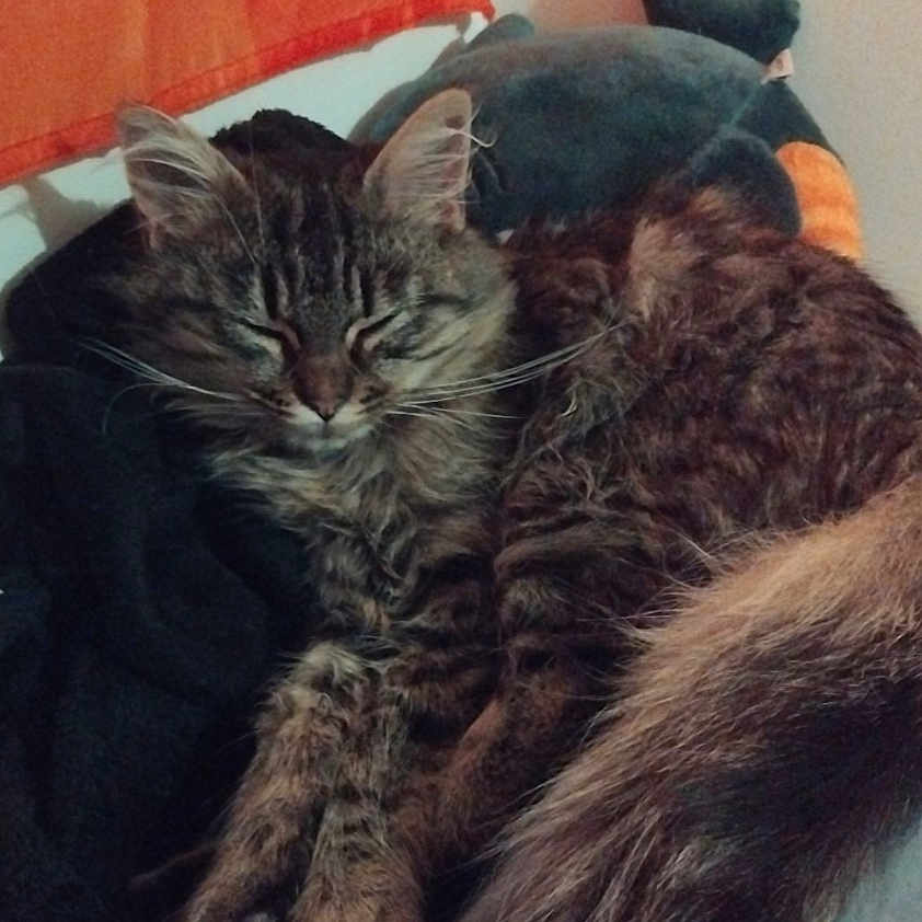 Nala