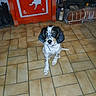 dog, puppy, spaniel, black_and_white, sitting, indoors, tile_floor, red_cabinet, brick_fireplace, home, portrait, pet, collar, leash, floppy_ears, brown_eyes, white_fur, black_fur, rustic, adorable