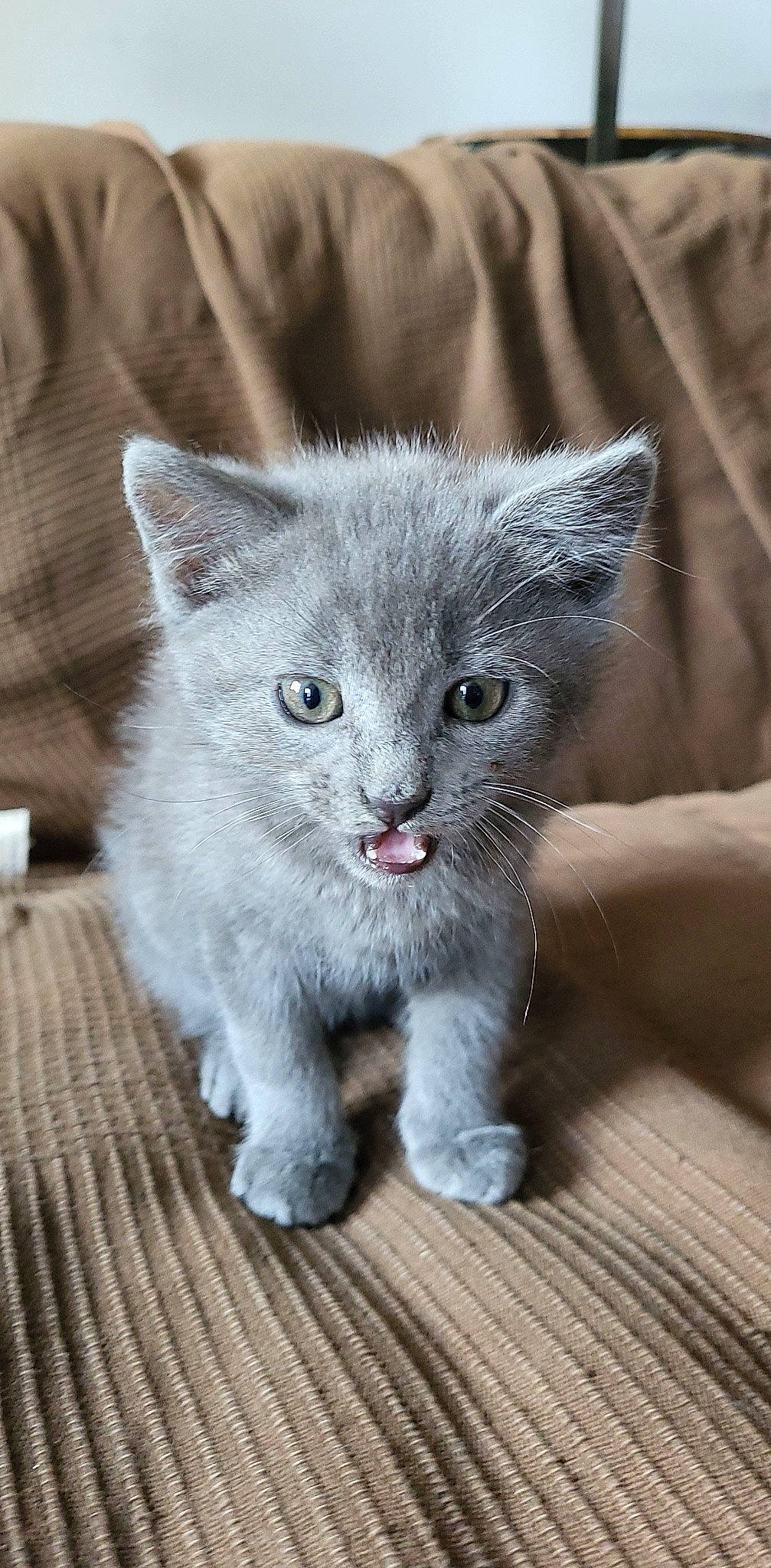 Poussière a rejoint le concours — aidez-le/la à gagner de superbes lots ! carnivore, cat, cat_toy, claw, domestic_short_haired_cat, electric_blue, felidae, fur, grey, hardwood, paw, photo_caption, russian_blue, small_to_medium_sized_cats, snout, tail, whiskers, window, wood