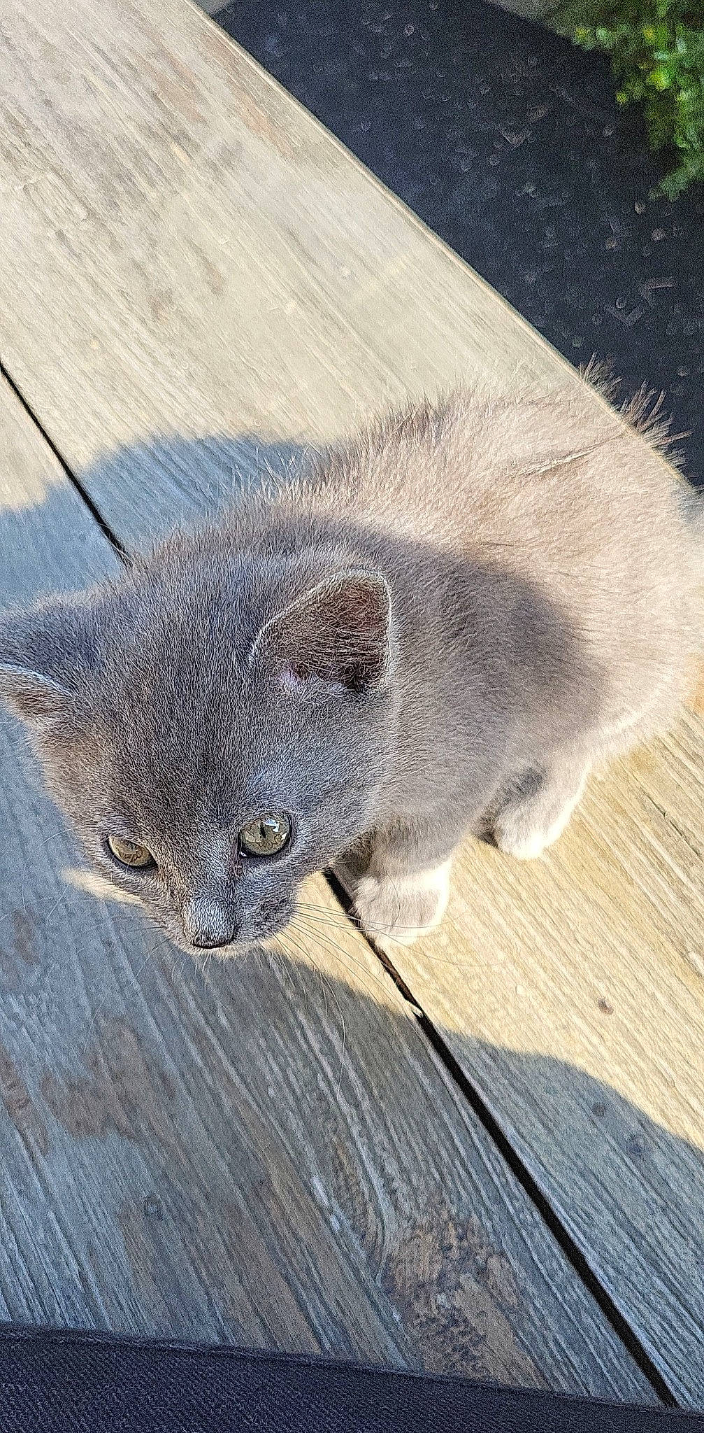 Poussière participe au concours pour gagner de l'argent avec cette photo : carnivore, cat, domestic_short_haired_cat, felidae, fur, grey, paw, russian_blue, small_to_medium_sized_cats, snout, tail, terrestrial_animal, whiskers, wildlife, wood, wood_stain
