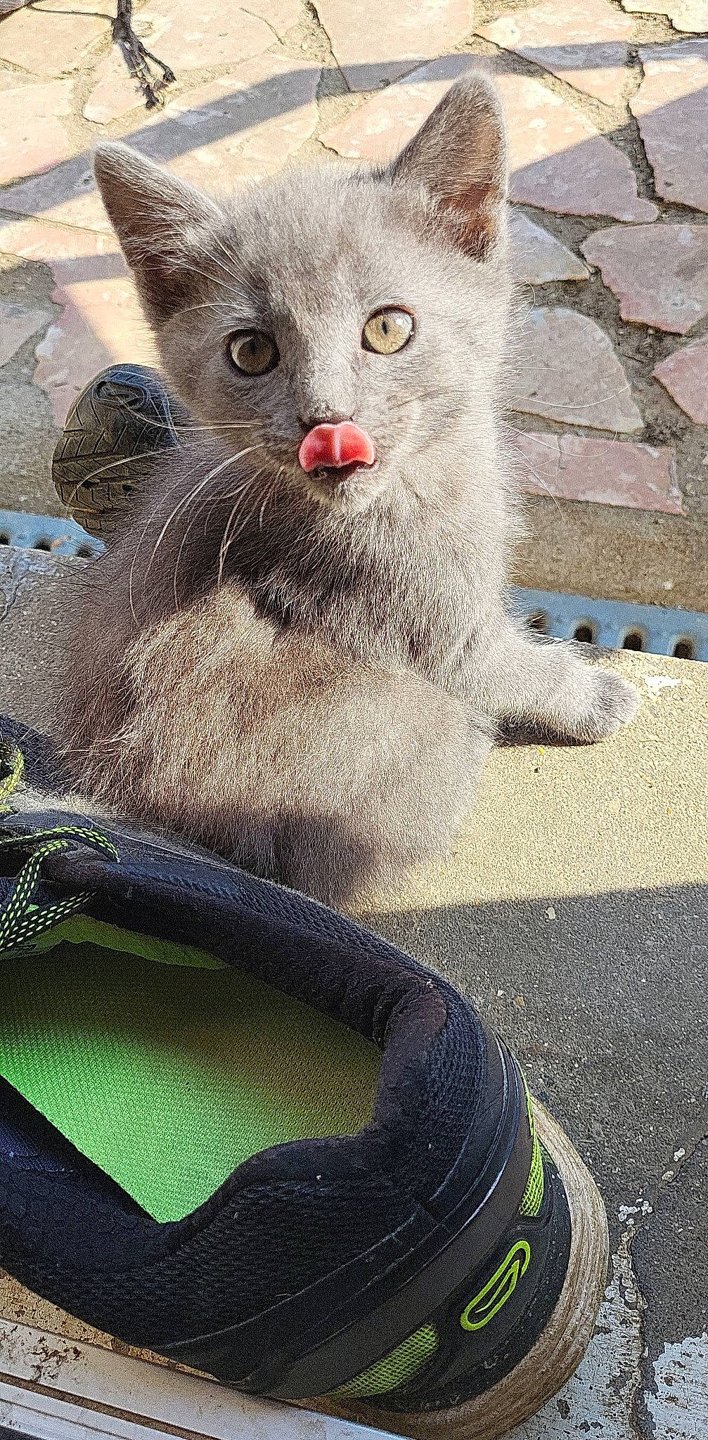 Poussière a rejoint le concours — aidez-le/la à gagner de superbes lots ! athletic_shoe, carnivore, cat, claw, comfort, domestic_short_haired_cat, fawn, felidae, fur, grey, outdoor_shoe, paw, personal_protective_equipment, russian_blue, small_to_medium_sized_cats, snout, tail, terrestrial_animal, whiskers, window