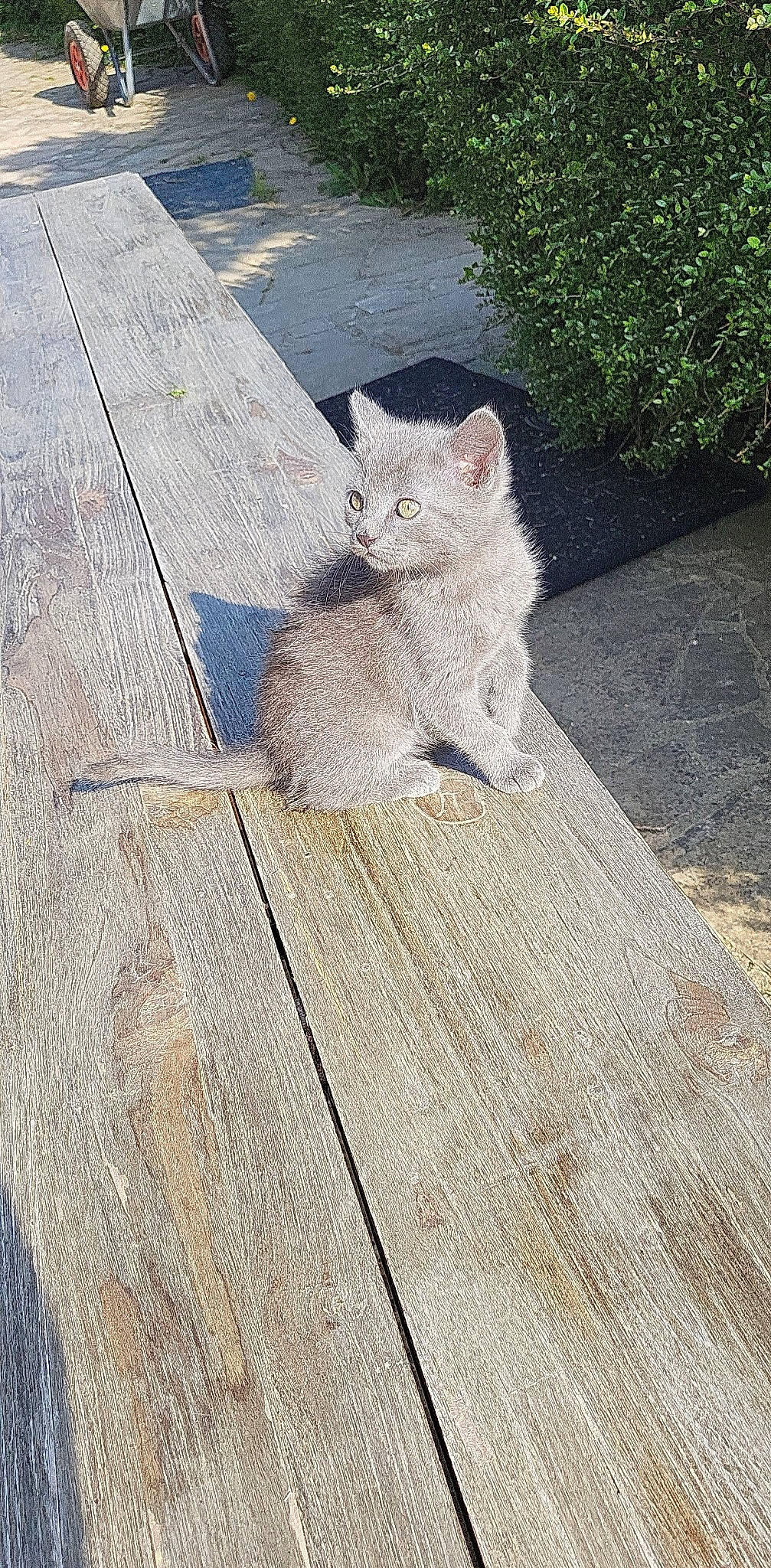 Poussière participe au concours pour gagner de l'argent avec cette photo : carnivore, cat, fawn, felidae, flooring, grass, grey, hardwood, plank, plant, road_surface, small_to_medium_sized_cats, snout, tail, tree, trunk, twig, whiskers, wood, wood_stain