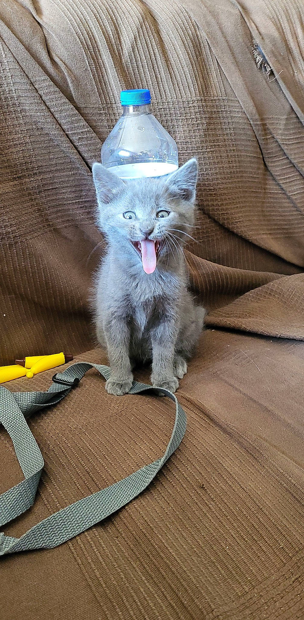 Poussière a rejoint le concours — aidez-le/la à gagner de superbes lots ! art, carnivore, cat, claw, comfort, domestic_short_haired_cat, electric_blue, fawn, felidae, flooring, fur, grey, paw, russian_blue, sculpture, small_to_medium_sized_cats, snout, tail, whiskers, wood