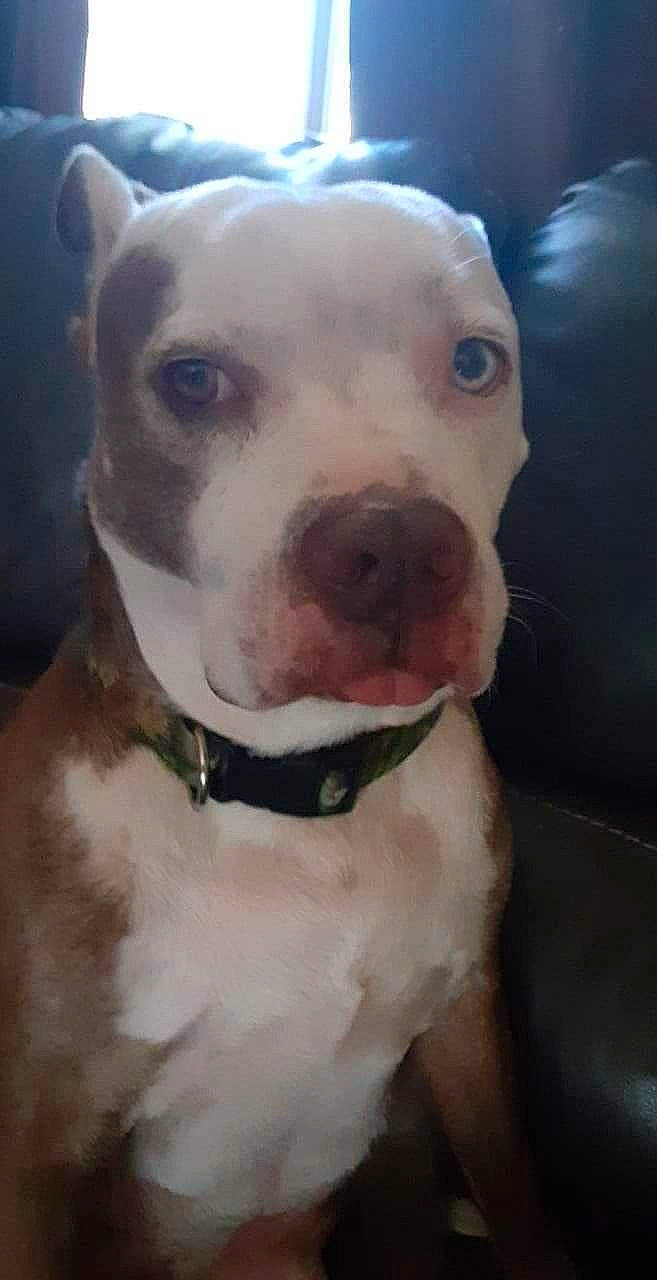 Zeus is registered to the contest to win money with this photo: canidae, carnivore, collar, companion_dog, dog, dog_breed, dog_collar, dogo_argentino, ear, fawn, fur, giant_dog_breed, jaw, molosser, puppy_love, selfie, snout, sporting_group, whiskers, working_animal