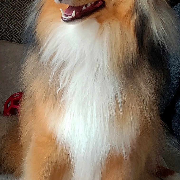 Apache