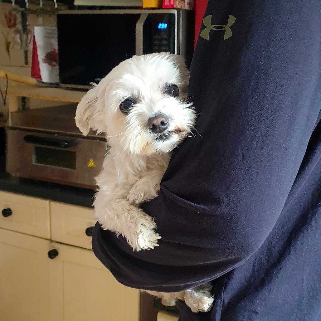 Maja is registered to the contest to win money with this photo: adult, animal, appliance, cabinet, canine, cup, device, dog, electricaldevice, furniture, male, man, microwave, oven, person, pet, puppy, shelf, terrier, wood