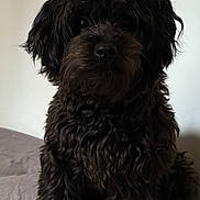 Chaka a rejoint le concours — aidez-le/la à gagner de superbes lots ! dog, black_dog, curly_fur, pet, sitting, bed, indoor, animal, canine, fur, portrait, looking, cute, domestic_animal, companion, furry, mammal, bed_sheet, resting, curious