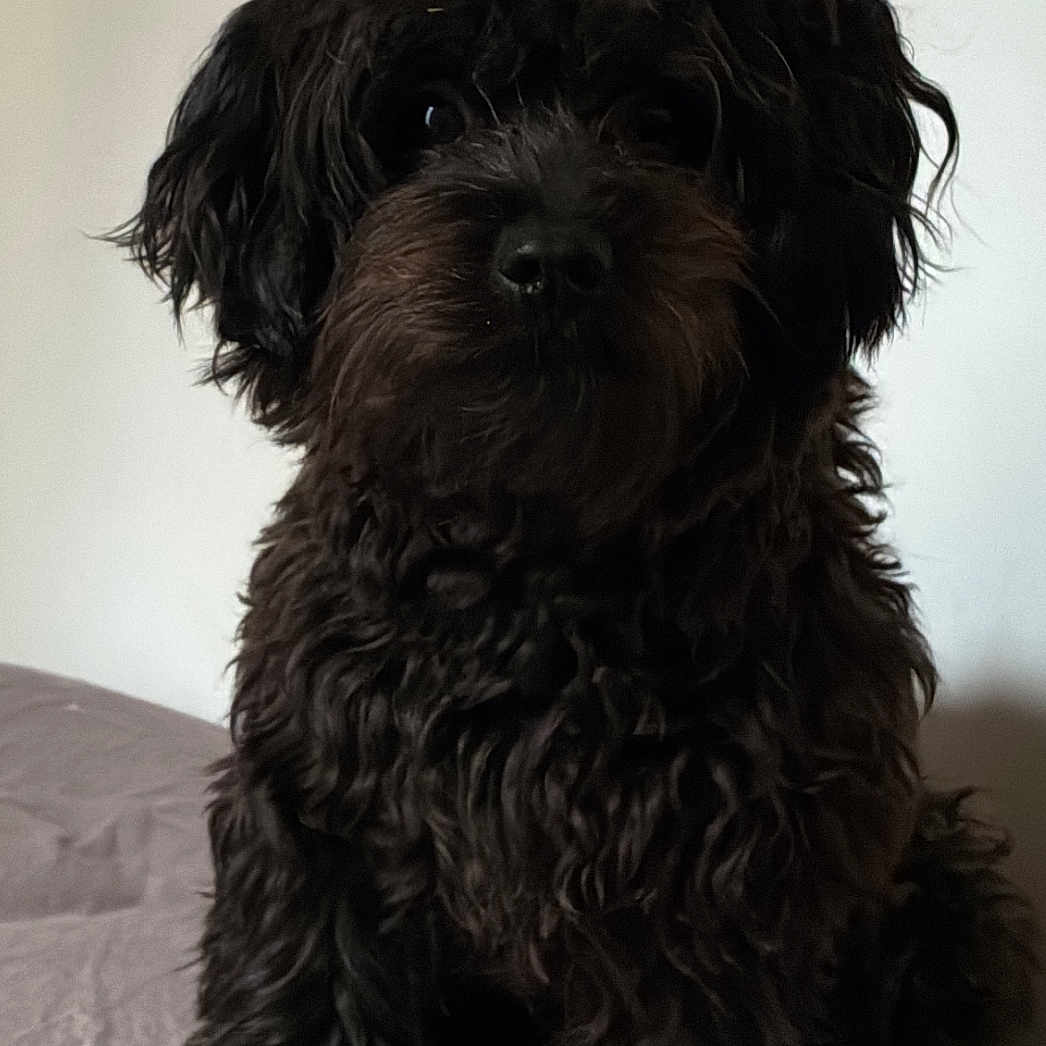 Chaka a rejoint le concours — aidez-le/la à gagner de superbes lots ! dog, black_dog, curly_fur, pet, sitting, bed, indoor, animal, canine, fur, portrait, looking, cute, domestic_animal, companion, furry, mammal, bed_sheet, resting, curious