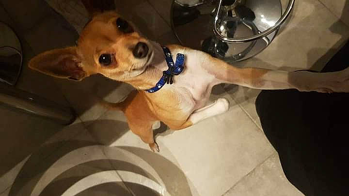 Loony a rejoint le concours — aidez-le/la à gagner de superbes lots ! canidae, carnivore, chihuahua, companion_dog, corgi_chihuahua, dog, dog_breed, ear, fawn, feist, mammal, non_sporting_group, puppy, snout, sporting_group, toy_dog