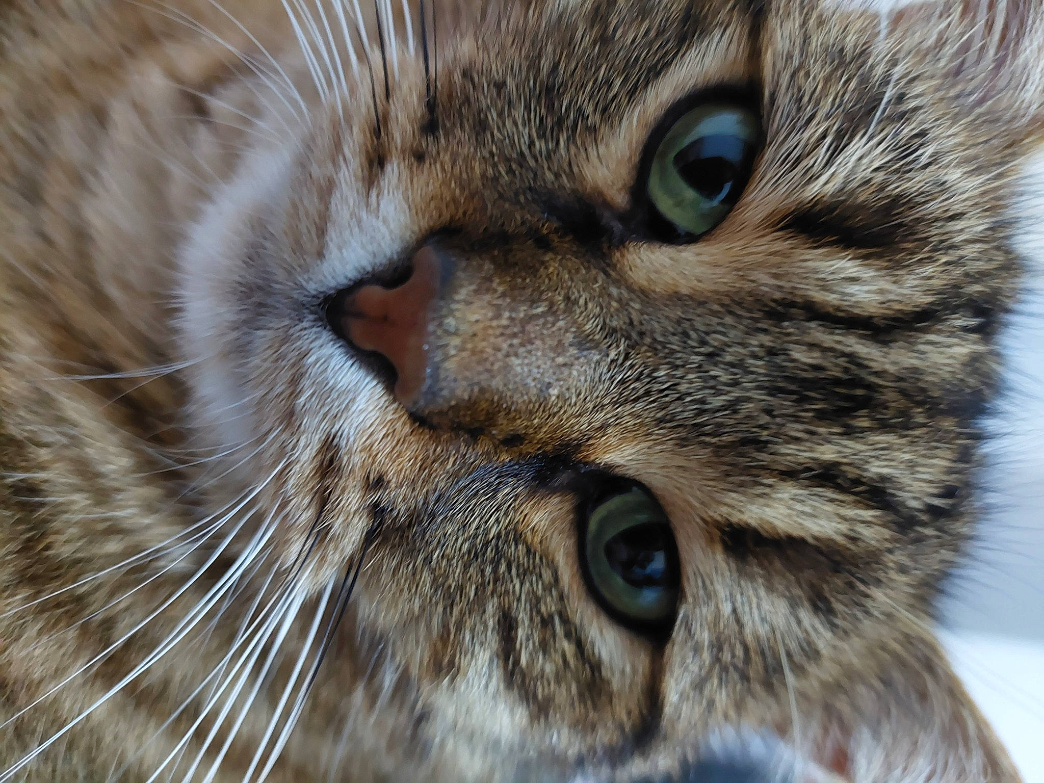 Douma a rejoint le concours — aidez-le/la à gagner de superbes lots ! carnivore, cat, close_up, domestic_short_haired_cat, felidae, fur, grass, iris, small_to_medium_sized_cats, snout, terrestrial_animal, whiskers, wildlife