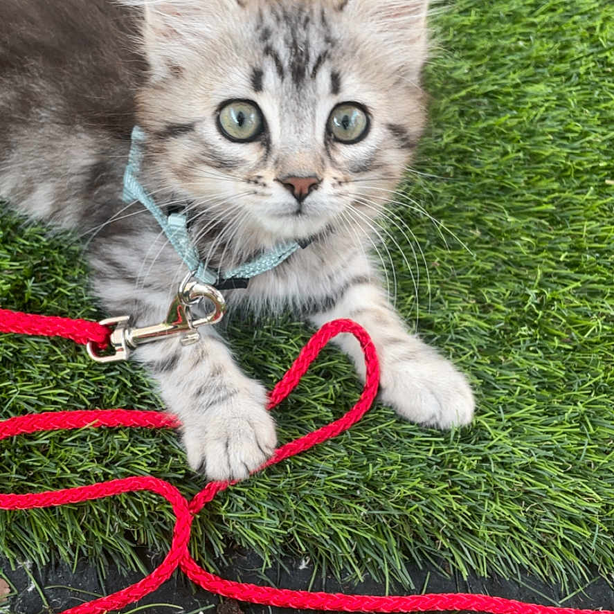 Simba a rejoint le concours — aidez-le/la à gagner de superbes lots ! animal, cat, closeup, collar, curious, cute, domestic, feline, fur, grass, green, kitten, leash, outdoor, paws, pet, playful, red, whiskers, young