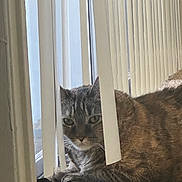 Reece joined the competition — help win amazing prizes! cat, tabby, indoor, window, blinds, curtains, pet, animal, feline, resting, carpet, sunlight, curious, cozy, closeup, fur, eyes, domestic_cat, home, relaxed