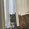 cat, tabby, indoor, window, blinds, curtains, pet, animal, feline, resting, carpet, sunlight, curious, cozy, closeup, fur, eyes, domestic_cat, home, relaxed