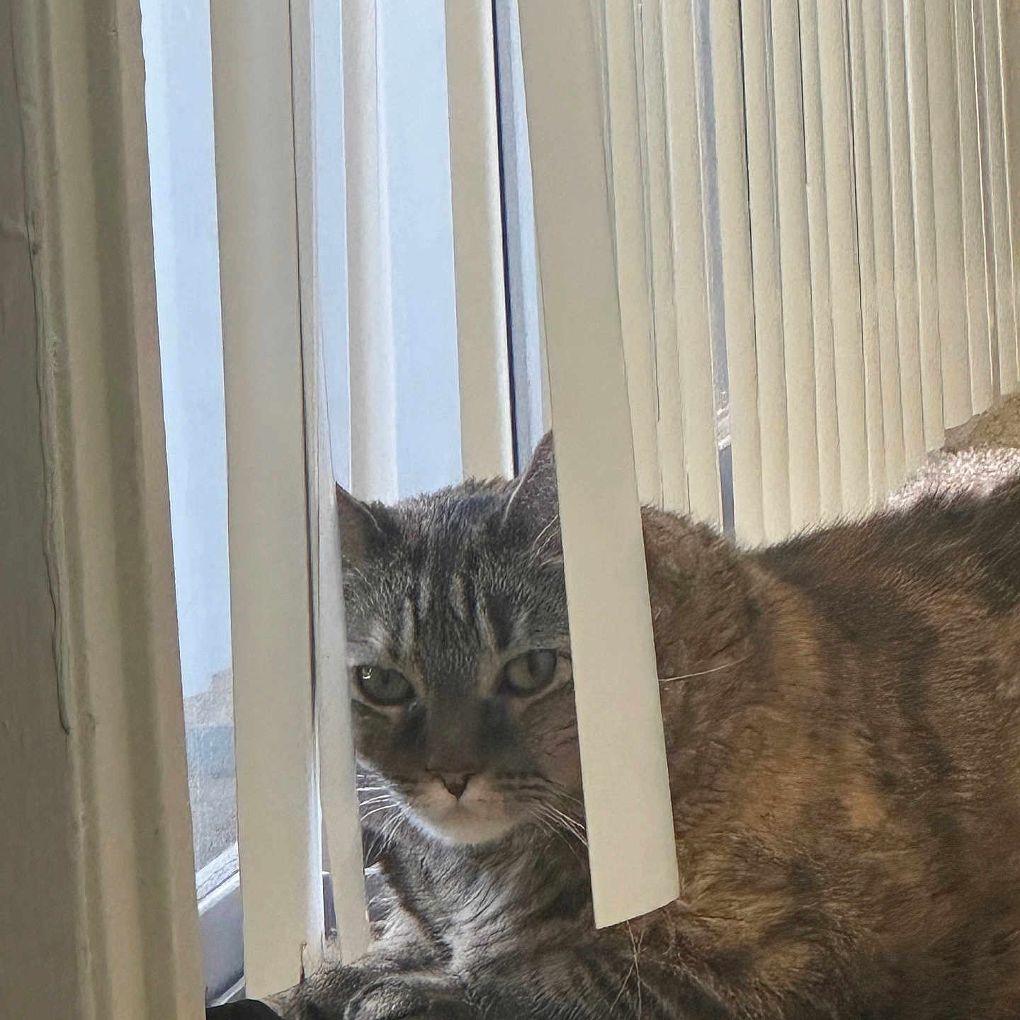 Reece joined the competition — help win amazing prizes! cat, tabby, indoor, window, blinds, curtains, pet, animal, feline, resting, carpet, sunlight, curious, cozy, closeup, fur, eyes, domestic_cat, home, relaxed