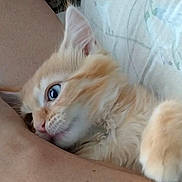 Braxton is registered to the contest to win money with this photo: kitten, cat, close_up, blue_eyes, orange_fur, snuggling, pet, animal, cute, furry, whiskers, paw, young, domestic_cat, cozy, soft, fur, indoor, curious, resting