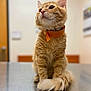 Braxton is registered to the contest to win money with this photo: cat, orange_tabby, fluffy, collar, pet, indoor, curious, sitting, tail, whiskers, feline, animal, domestic, cute, fur, portrait, table, closeup, soft_background, looking_up