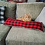 Braxton is registered to the contest to win money with this photo: cat, orange_cat, couch, pillow, checkered_pattern, red_and_black, black_and_white, furniture, indoor, resting, cozy, pet, home, living_room, fluffy, relaxing, domestic_animal, seated, comfort, soft