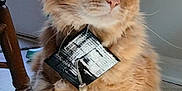 Braxton is registered to the contest to win money with this photo: cat, orange_tabby, fluffy, indoor, pet, animal, paw, tassel, curious, window, chair, floor, home, feline, domestic, cute, sitting, fur, whiskers, looking_away