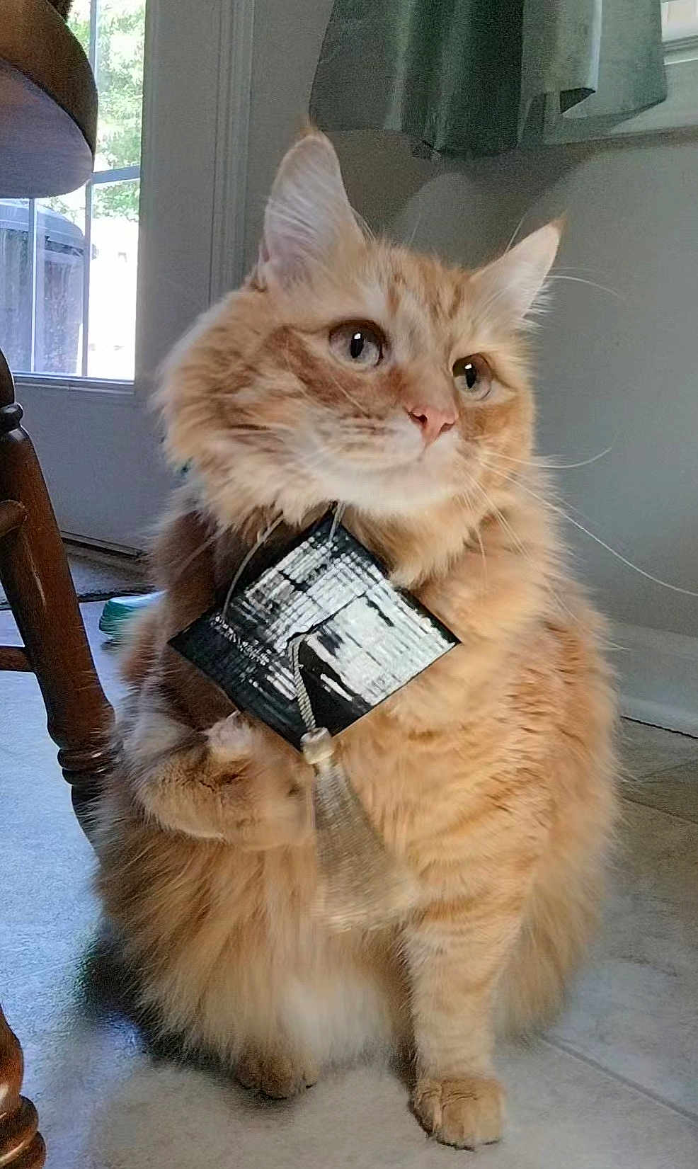 Braxton is registered to the contest to win money with this photo: cat, orange_tabby, fluffy, indoor, pet, animal, paw, tassel, curious, window, chair, floor, home, feline, domestic, cute, sitting, fur, whiskers, looking_away