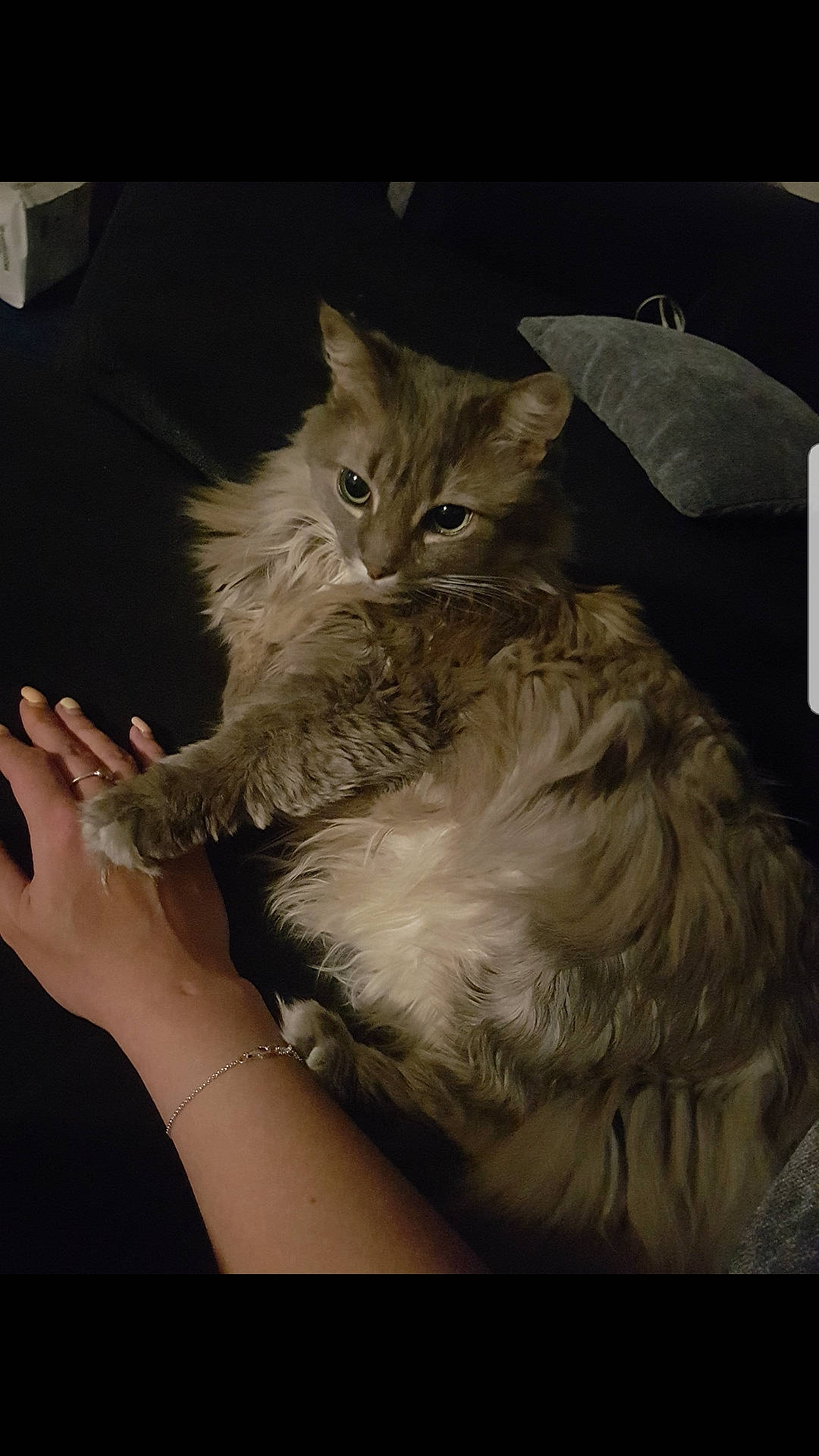 Bella joined the competition — help win amazing prizes! asian, asian_semi_longhair, british_semi_longhair, carnivore, cat, domestic_long_haired_cat, domestic_short_haired_cat, european_shorthair, felidae, fur, kitten, maine_coon, mammal, norwegian_forest_cat, pixie_bob, ragamuffin, siberian, small_to_medium_sized_cats, tabby_cat, whiskers