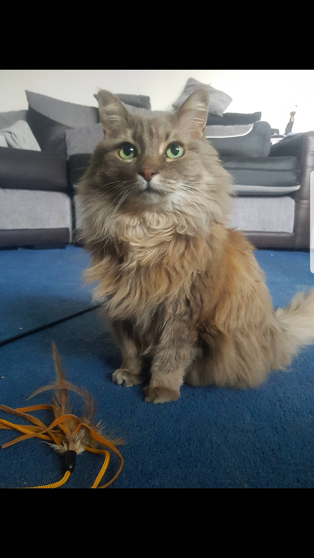 Bella is registered to the contest to win money with this photo: asian, asian_semi_longhair, british_longhair, british_semi_longhair, carnivore, cat, cymric, domestic_long_haired_cat, fawn, felidae, maine_coon, mammal, napoleon_cat, norwegian_forest_cat, persian, ragamuffin, siberian, small_to_medium_sized_cats, vertebrate, whiskers