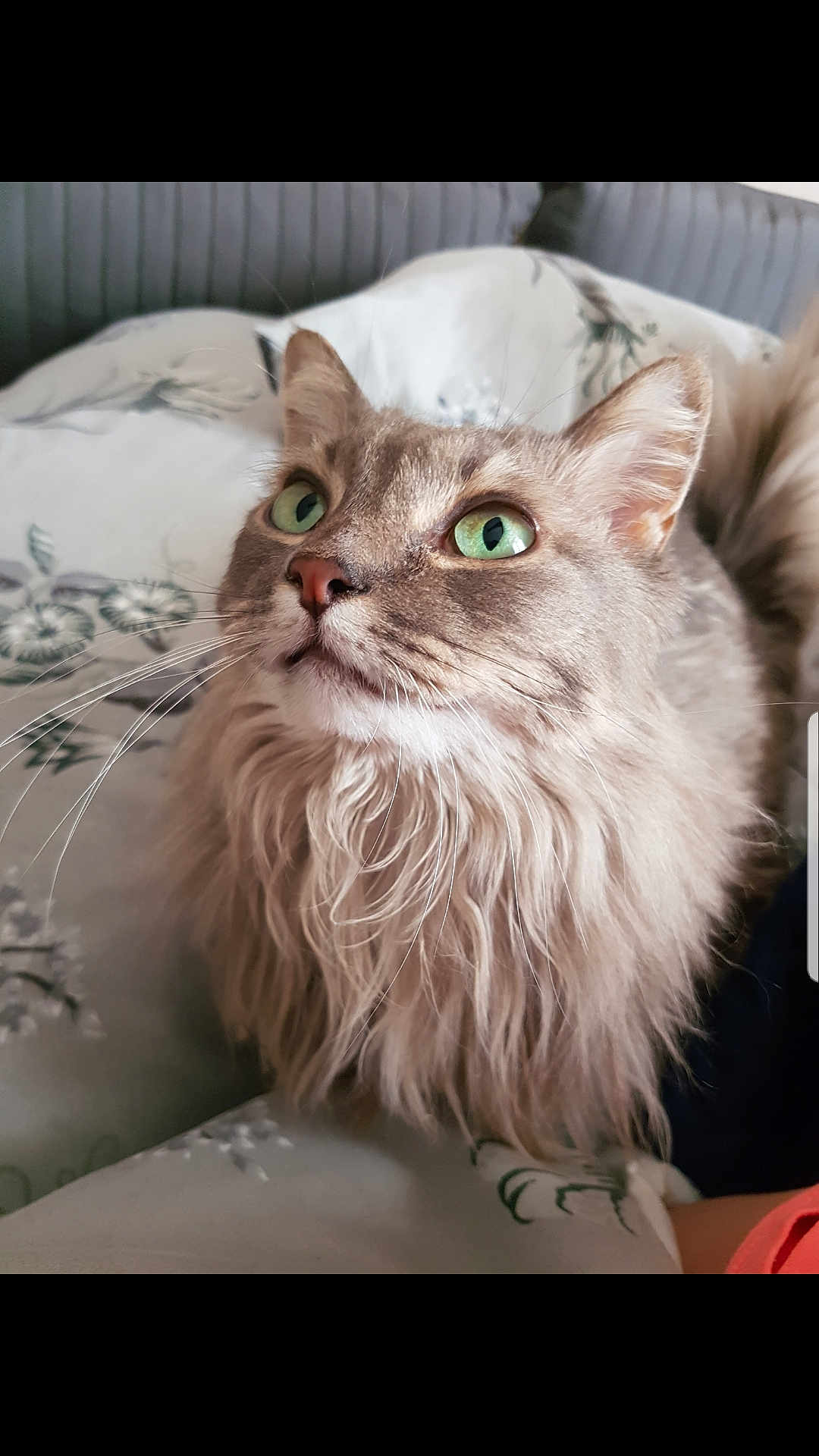 Bella