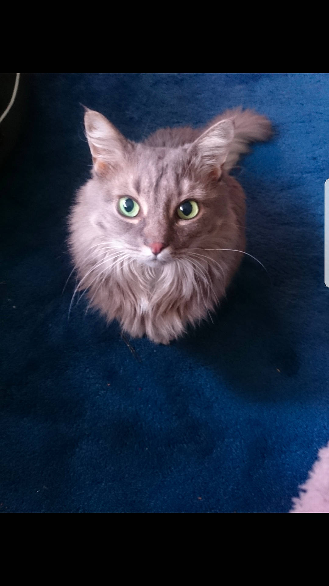 Bella joined the competition — help win amazing prizes! asian, asian_semi_longhair, carnivore, cat, domestic_long_haired_cat, domestic_short_haired_cat, european_shorthair, felidae, iris, kitten, laperm, mammal, norwegian_forest_cat, photo_caption, ragamuffin, siberian, small_to_medium_sized_cats, tabby_cat, vertebrate, whiskers