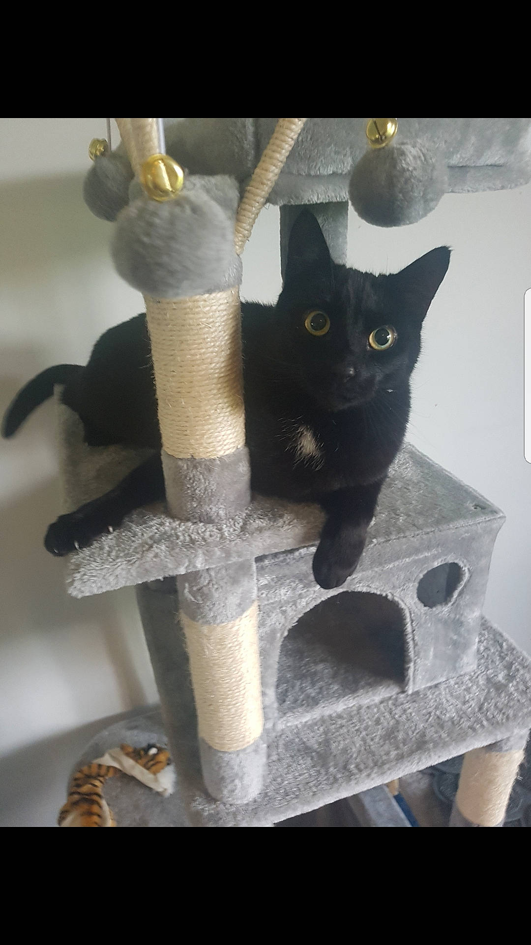 Titan joined the competition — help win amazing prizes! black_cat, british_shorthair, burmese, carnivore, cat, cat_furniture, chartreux, domestic_short_haired_cat, felidae, korat, russian_blue, small_to_medium_sized_cats, tail, whiskers