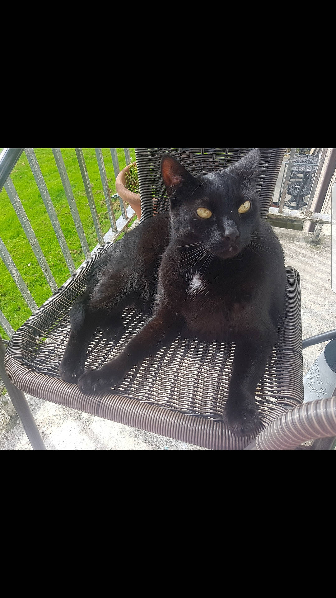 Titan is registered to the contest to win money with this photo: asian, black, black_and_white, black_cat, bombay, carnivore, cat, domestic_short_haired_cat, european_shorthair, felidae, kitten, korat, mammal, polydactyl_cat, small_to_medium_sized_cats, snout, square, whiskers