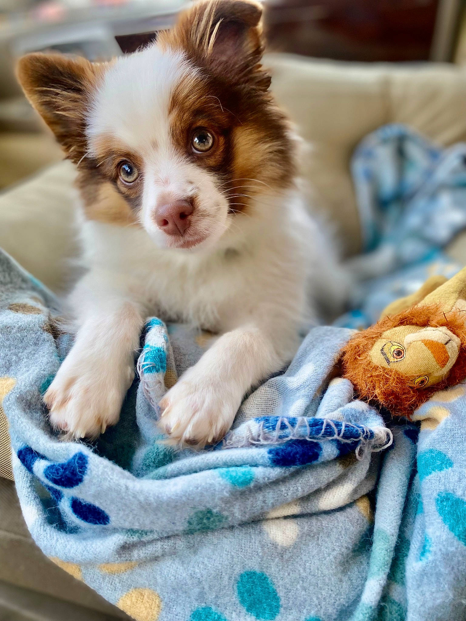 Hank joined the competition — help win amazing prizes! blue, canidae, carnivore, companion_dog, couch, dog, dog_breed, dog_supply, fawn, fur, paw, pet_supply, sporting_group, terrestrial_animal, toy_dog, whiskers, working_animal